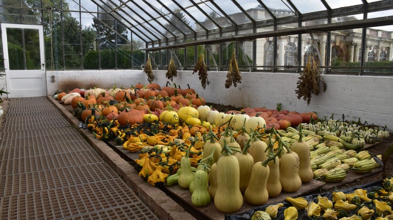 A glasshouse display of rows of orange, yellow and green autumn produce, including squash, gourds and pumpkins